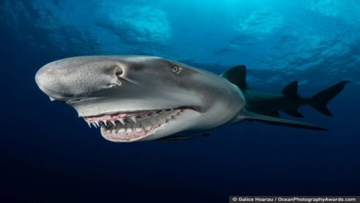Winners of the Ocean Photography Awards dive into the amazingly mysterious world of the deep sea