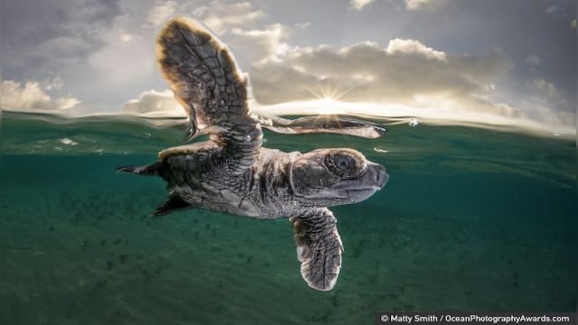 Winners of the Ocean Photography Awards dive into the amazingly ...