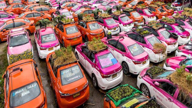 Taxitop garden Thailand's idle cabs come to life as drivers grow food