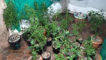 Bengaluru-based MBA, inspired by Lord Shiva, grows ganja in fish tanks at home with LED lights