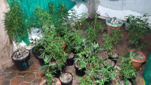 Bengaluru-based MBA, inspired by Lord Shiva, grows ganja in fish tanks at home with LED lights