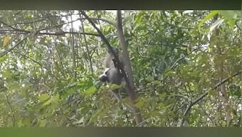 Monkey 'kidnaps' puppy in Malaysia, holds it hostage for three days