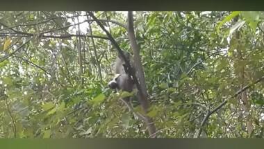 Monkey 'kidnaps' puppy in Malaysia, holds it hostage for three days