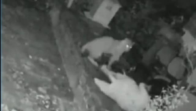 Watch: Woman in Mumbai bravely fights off leopard with a walking stick Watch: Woman in Mumbai bravely fights off leopard with a walking stick