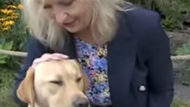 Watch: Netizens left amused as video of dog dragging down BBC reporter on LIVE TV goes viral Watch: Netizens left amused as video of dog dragging down BBC reporter on LIVE TV goes viral