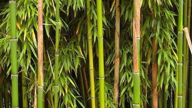 Bamboo 640 