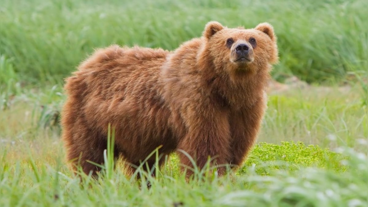 Watch: Bear hanging on street-side pole leaves passerby in awe