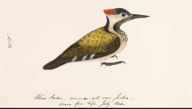 Kampani qalam: Why Company paintings are a treasure house of knowledge on Indian birds Kampani qalam: Why Company paintings are a treasure house of knowledge on Indian birds