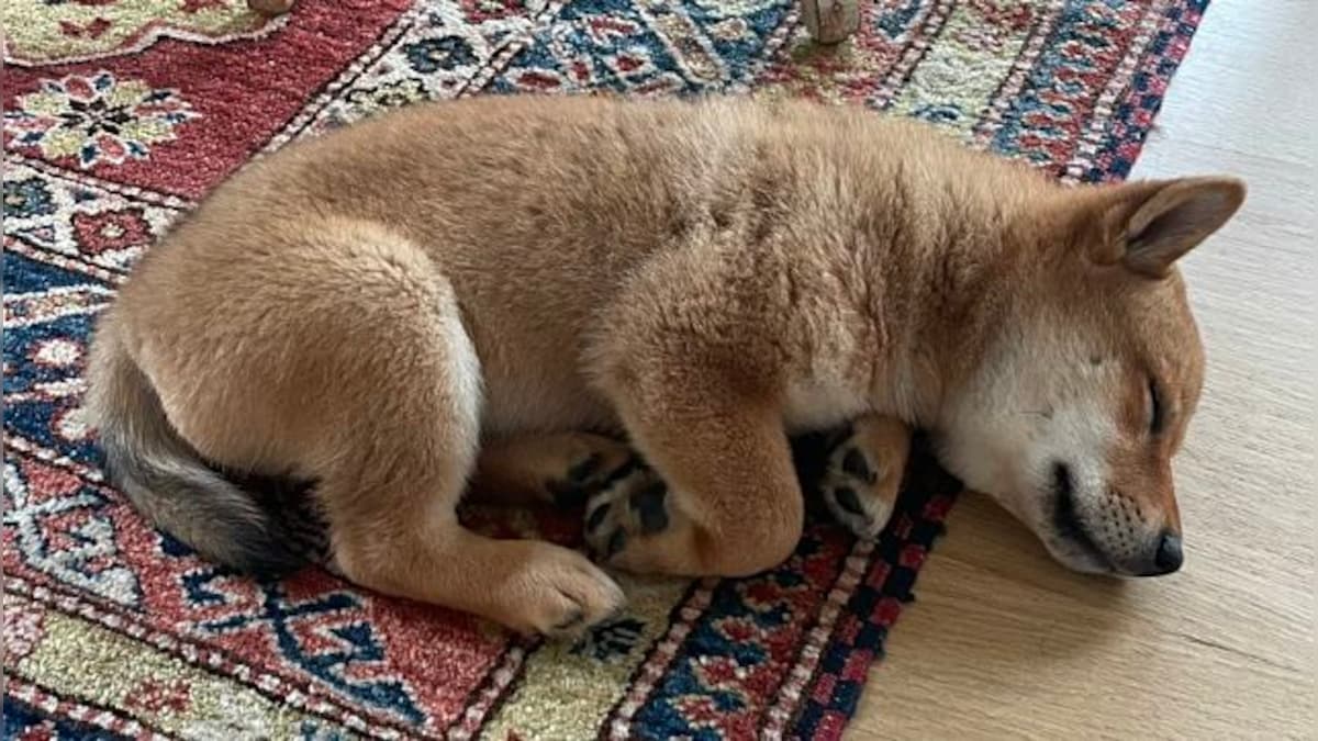 Elon Musk posts picture of new pet dog Shiba Inu; Dogecoin, Floki cryptocurrencies register record rise