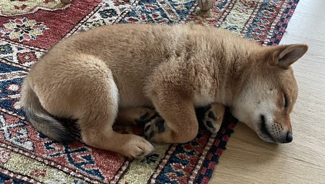 Elon Musk posts picture of new pet dog Shiba Inu; Dogecoin, Floki cryptocurrencies register record rise Elon Musk posts picture of new pet dog Shiba Inu; Dogecoin, Floki cryptocurrencies register record rise
