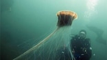 UK diver spots world's largest jellyfish in North Sea; images go viral