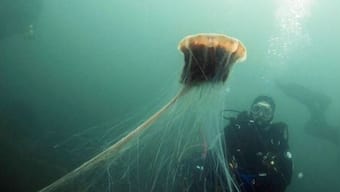 UK diver spots world's largest jellyfish in North Sea; images go viral