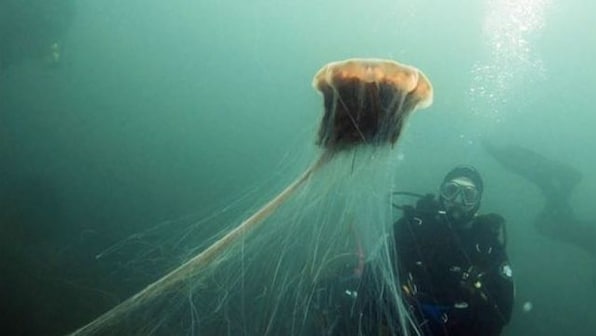UK diver spots world's largest jellyfish in North Sea; images go viral