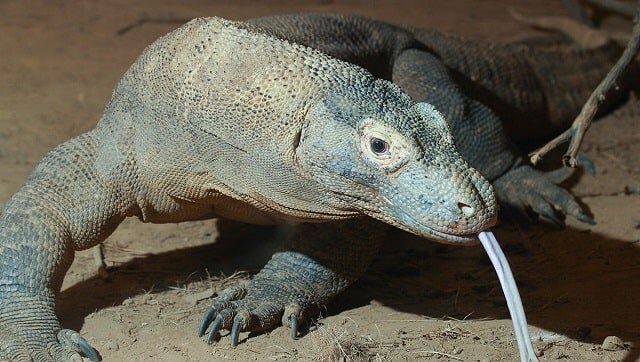 Komodo dragon, two-in-five shark species lurch towards extinction, says