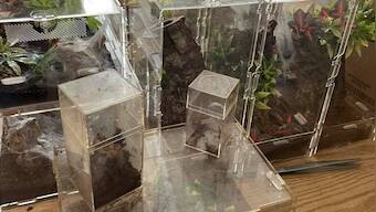 Landlord discovers 19 tarantulas, python in Maine after tenant vacates house