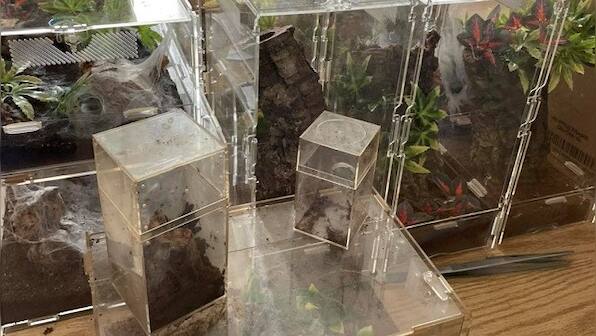 Landlord discovers 19 tarantulas, python in Maine after tenant vacates house