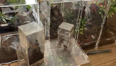 Landlord discovers 19 tarantulas, python in Maine after tenant vacates house