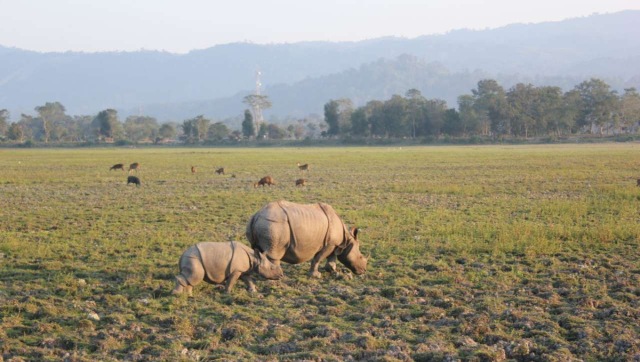 World Rhino Day 2021: History and significance of day to create awareness about animal World Rhino Day 2021: History and significance of day to create awareness about animal