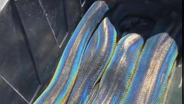 Giant rainbow snake from California reptile zoo coils itself around man; watch viral video here
