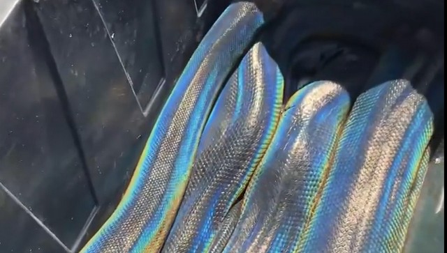 Giant rainbow snake from California reptile zoo coils itself around man; watch viral video here Giant rainbow snake from California reptile zoo coils itself around man; watch viral video here