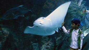 Stingray copies toddler’s expression in viral picture from UK; see hilarious image here