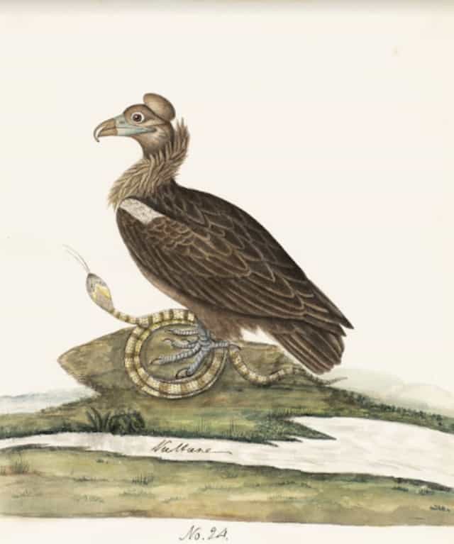 Cinereous Vulture (Aegypius monachus)
