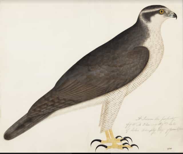 Northern Goshawk (Accipiter gentilis)
