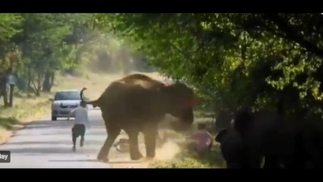 Watch: Angry elephant charges at government bus in Tamil Nadu, shatters windshield of vehicle Watch: Angry elephant charges at government bus in Tamil Nadu, shatters windshield of vehicle