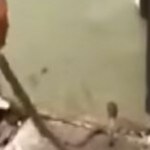 Tamil Nadu woman promises eggs and milk to cobra after coaxing it out of home; video goes viral