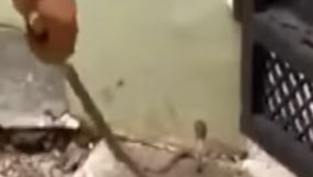 Tamil Nadu woman promises eggs and milk to cobra after coaxing it out of home; video goes viral Tamil Nadu woman promises eggs and milk to cobra after coaxing it out of home; video goes viral