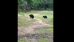 Video of mother bear playing football with cub goes viral; watch it here