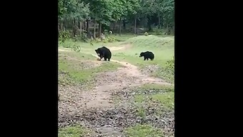 Video of mother bear playing football with cub goes viral; watch it here