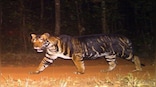 Odisha's ‘black tigers’ owe their appearance to genetic mutation, Indian scientists find