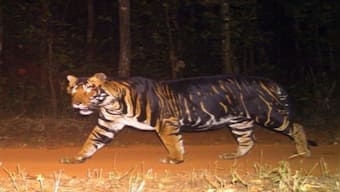 Odisha's ‘black tigers’ owe their appearance to genetic mutation, Indian scientists find
