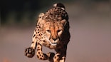 Lions and cheetahs closer to extinction than IUCN Red List suggests