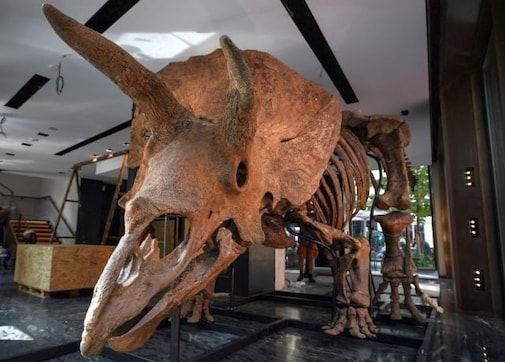 big john triceratops auction