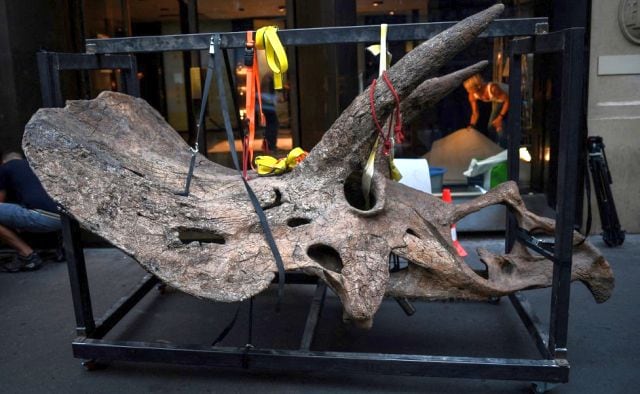 Big John ha vagato per le terre del moderno South Dakota negli Stati Uniti più di 66 milioni di anni fa.  I paleontologi hanno scoperto il primo pezzo di osso nel 2014 e alla fine hanno trovato il 60 percento del suo scheletro, incluso il cranio quasi completo.  Agenzia di stampa Francia