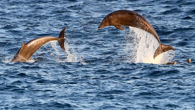 Slaughter of over 1,400 dolphins in a day in Faroe Islands of Denmark sparks outrage Slaughter of over 1,400 dolphins in a day in Faroe Islands of Denmark sparks outrage