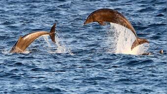 Slaughter of over 1,400 dolphins in a day in Faroe Islands of Denmark sparks outrage