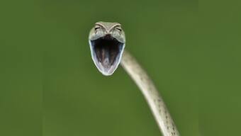 Comedy Wildlife Photography Awards 2021: From a giggling seal to a dancing langur, a look at finalists