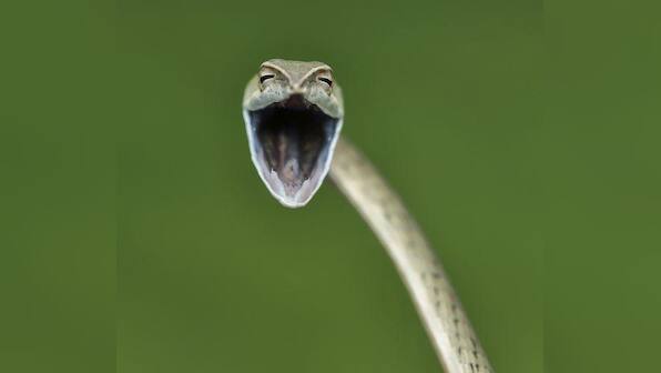 Comedy Wildlife Photography Awards 2021: From a giggling seal to a dancing langur, a look at finalists