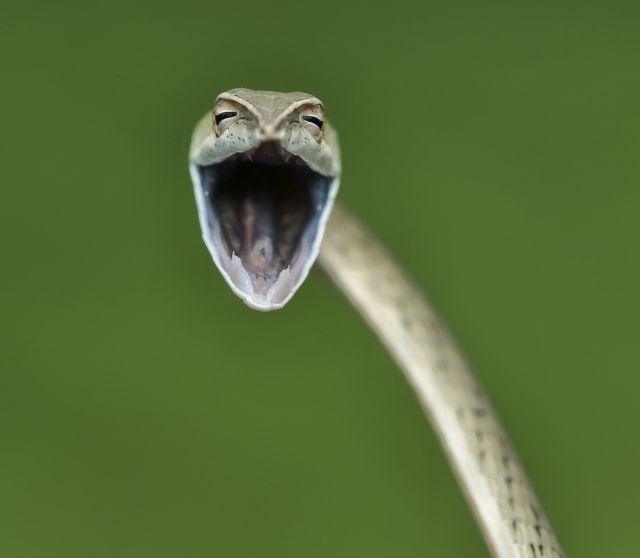 Comedy Wildlife Photography Awards 2021: From a giggling seal to a dancing langur, a look at finalists Comedy Wildlife Photography Awards 2021: From a giggling seal to a dancing langur, a look at finalists