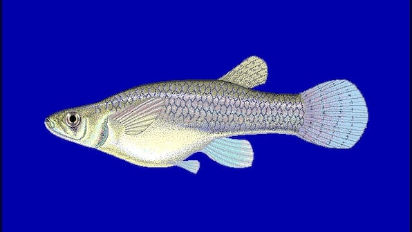 Dengue outbreak in Firozabad: How Gambusia fish is now Uttar Pradesh's best bet to control vector-borne menace