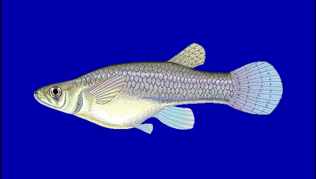 Dengue outbreak in Firozabad: How Gambusia fish is now Uttar Pradesh's best bet to control vector-borne menace Dengue outbreak in Firozabad: How Gambusia fish is now Uttar Pradesh's best bet to control vector-borne menace