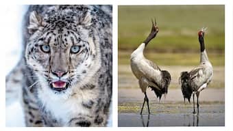 Ladakh announces snow leopard as state animal, black-necked crane as state bird