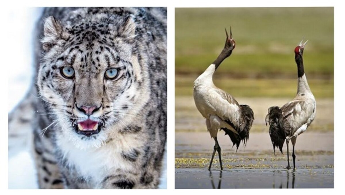 Ladakh announces snow leopard as state animal, black-necked crane as state  bird-India News , Firstpost
