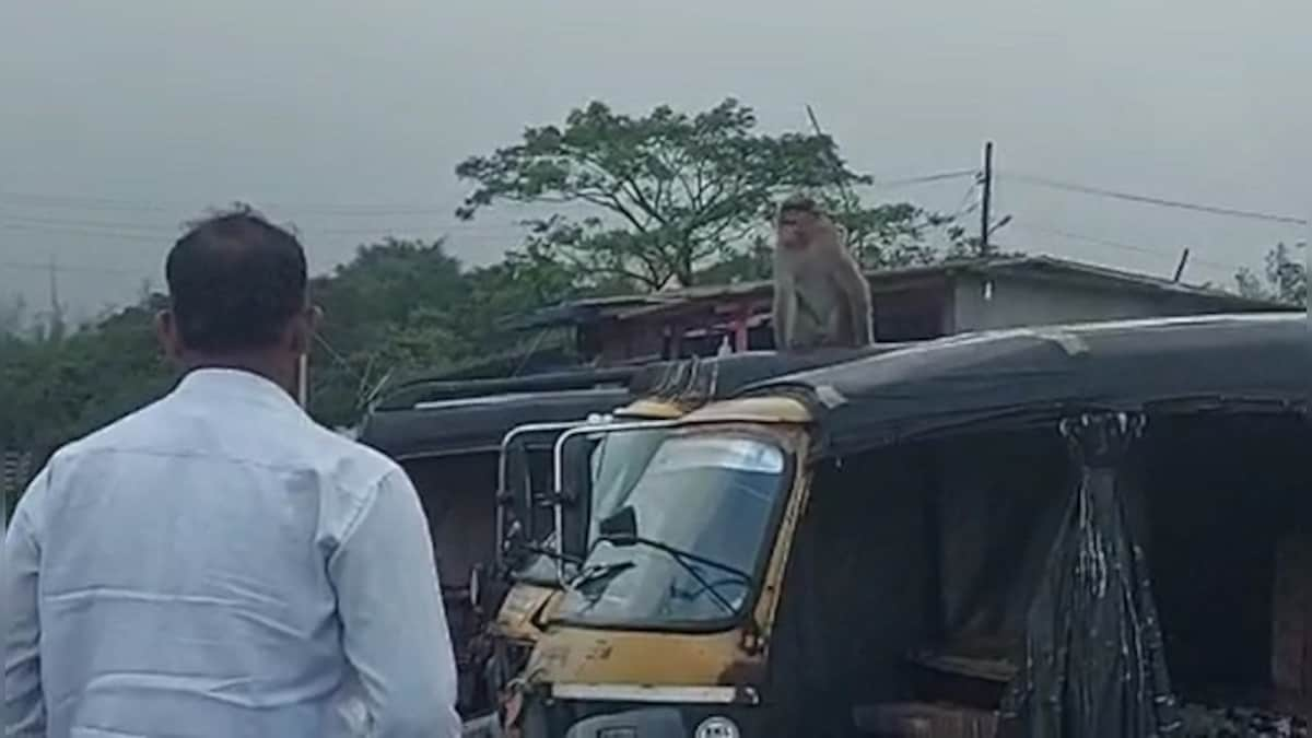 'Serious monkey business': Determined to take revenge on human foe, animal travels 22 kms