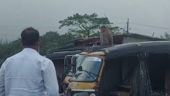 'Serious monkey business': Determined to take revenge on human foe, animal travels 22 kms