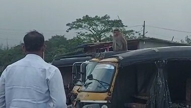 'Serious monkey business': Determined to take revenge on human foe, animal travels 22 kms