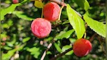 Mineral-rich plums can help you eat your way to good health; find all details here
